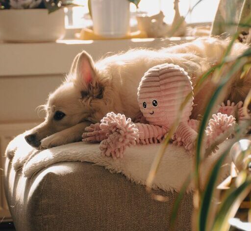 How to Set Up a Comfortable Pet-Friendly Home Corner