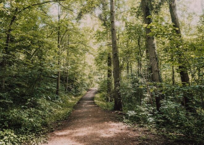 A Beginner’s Guide to Mindful Walking