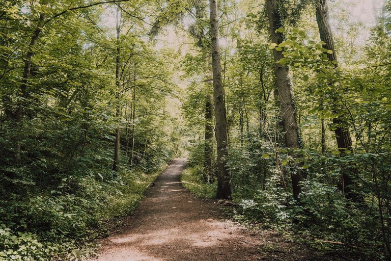 A Beginner’s Guide to Mindful Walking