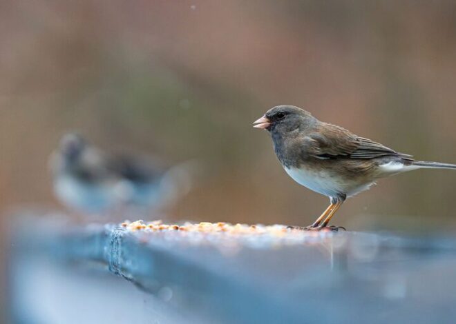 Beginner Tips for Backyard Birdwatching