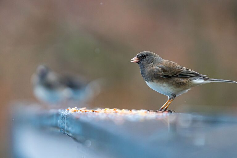 Beginner Tips for Backyard Birdwatching